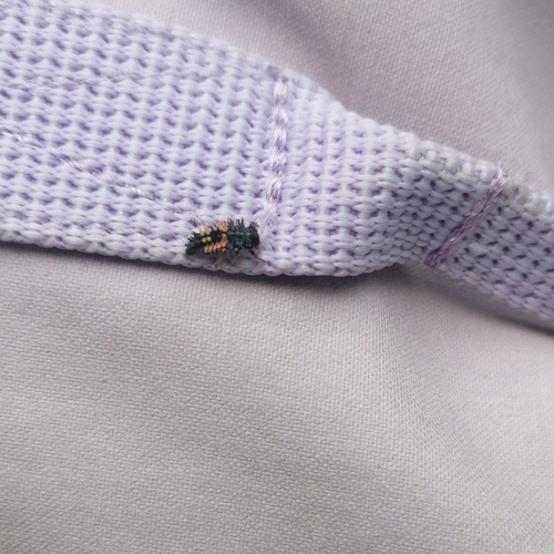 Asian Lady Beetle