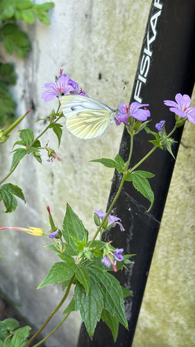 Green-veined White