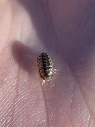 Little Pill Woodlouse