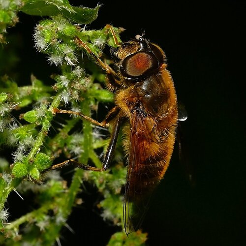 Tapered Drone Fly
