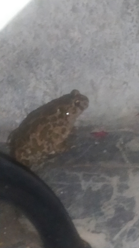 Green Toad