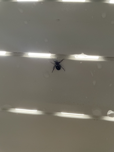 False Widow Spiders