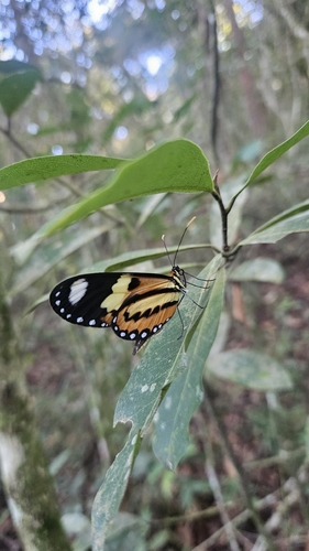 Lysimnia Tigerwing