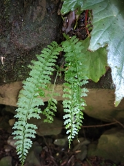 Asplenium gueinzianum