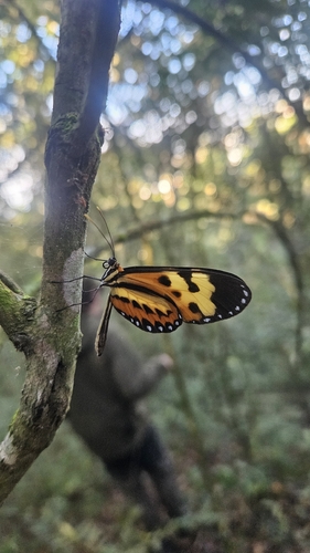 Polymnia Tigerwing