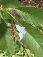 Leucodrepana serratilinea