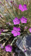Dianthus nardiformis