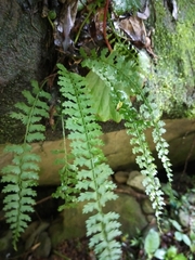 Asplenium gueinzianum