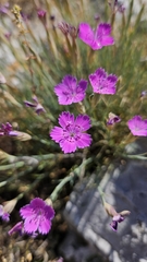 author not stated, no rights reserved Dianthus nardiformis, photograph author not stated, no rights reserved