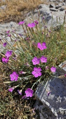 author not stated, no rights reserved Dianthus nardiformis, photograph author not stated, no rights reserved