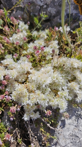 Paronychia cephalotes, photograph 3