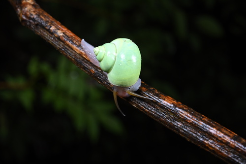 Leptopoma taivanum