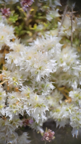 Paronychia cephalotes, photograph 4