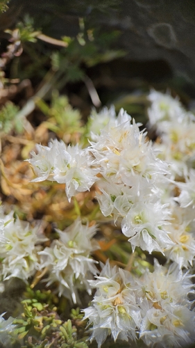 Paronychia cephalotes, photograph 5