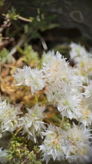 Paronychia cephalotes, photograph author not stated, no rights reserved