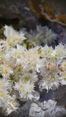 Paronychia cephalotes, photograph author not stated, no rights reserved