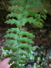 Asplenium gueinzianum