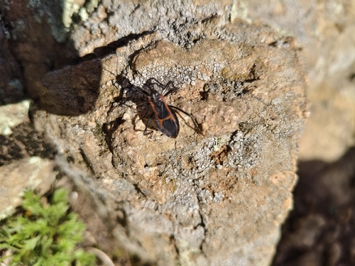 Reduvius froeschneri