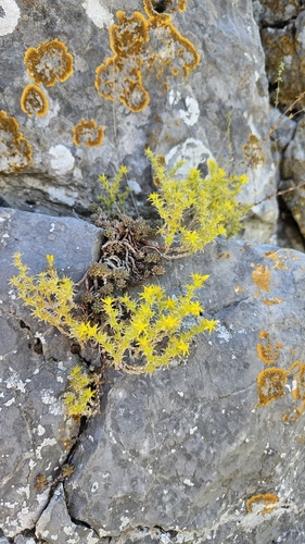 Sedum urvillei, photograph 5