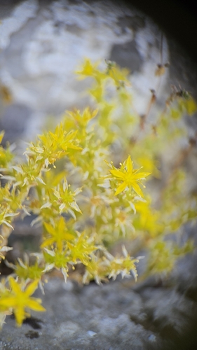 Sedum urvillei, photograph 6