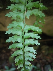 Asplenium gueinzianum