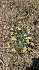 Anthemis ruthenica, photograph author not stated, no rights reserved