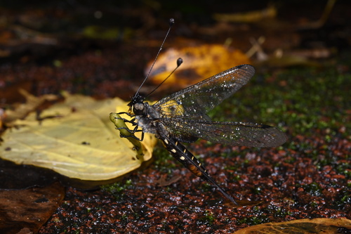 Suphalomitus okinavensis