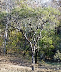 Pterocarpus marsupium