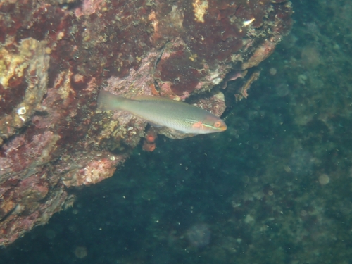 Cutribbon wrasse (Stethojulis terina) — Labridae — 5