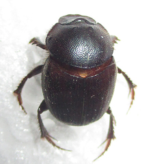 Onthophagus ebenus