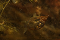 Amphipepleinae