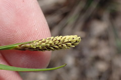 Carex cespitosa