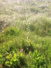 Thysanocarpus curvipes