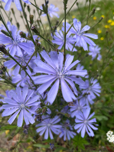 chicory