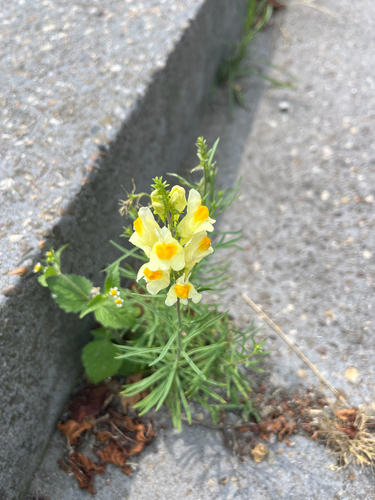 common toadflax
