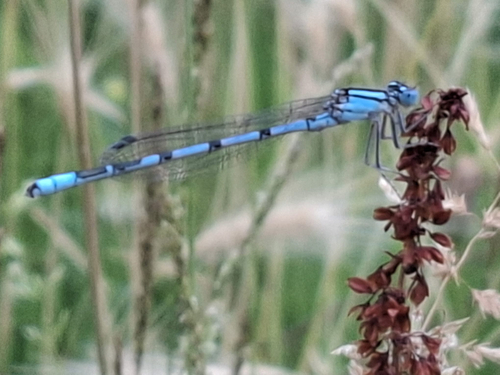 Common Blue Damselfly