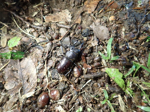 Dorcus rectus rectus