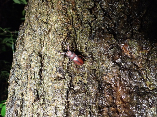 Prosopocoilus inclinatus inclinatus