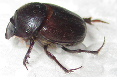 Onthophagus ebenus