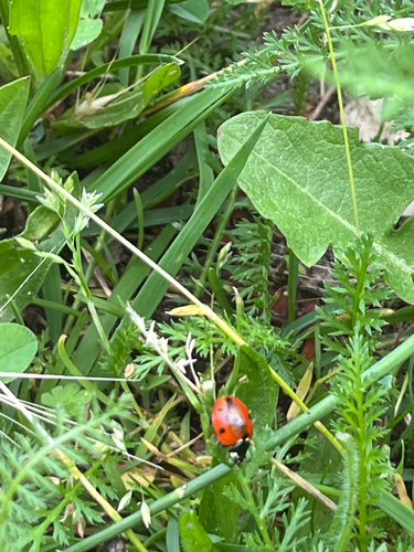 Seven-spotted Lady Beetle