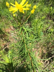 Euryops linearis