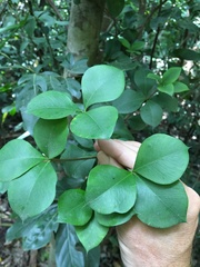 Alyxia stellata