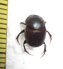 Onthophagus ebenus