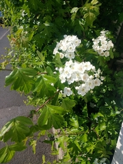 Crataegus monogyna