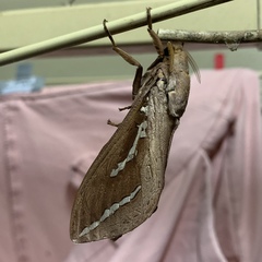 Abantiades argyrosticha