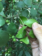 Alyxia stellata