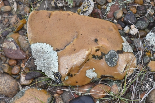 Xanthoparmelia subdecipiens