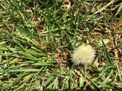 Taraxacum
