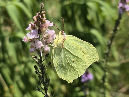 Common Brimstone