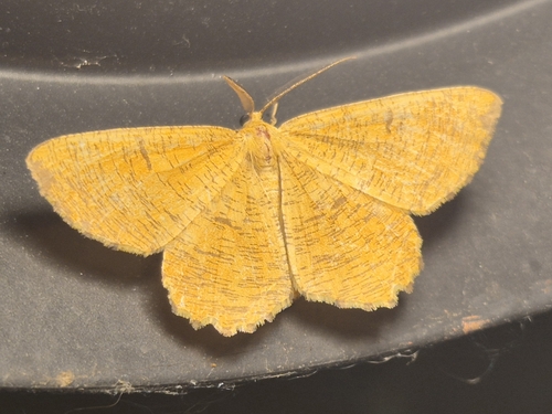 Orange Moth
